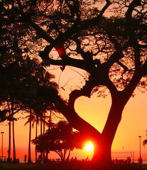 heart_sunset_tree