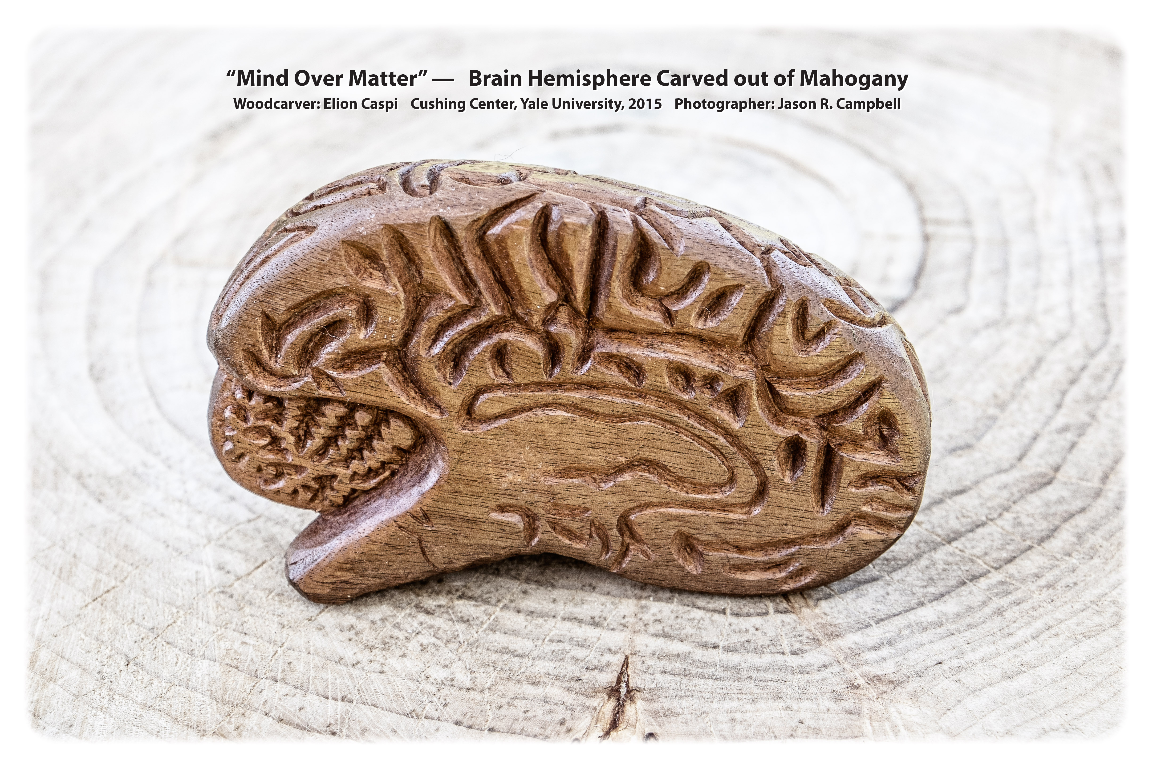 Eilon Mind Over Matter - Image of Brain Hemisphere - with caption - Final (3)